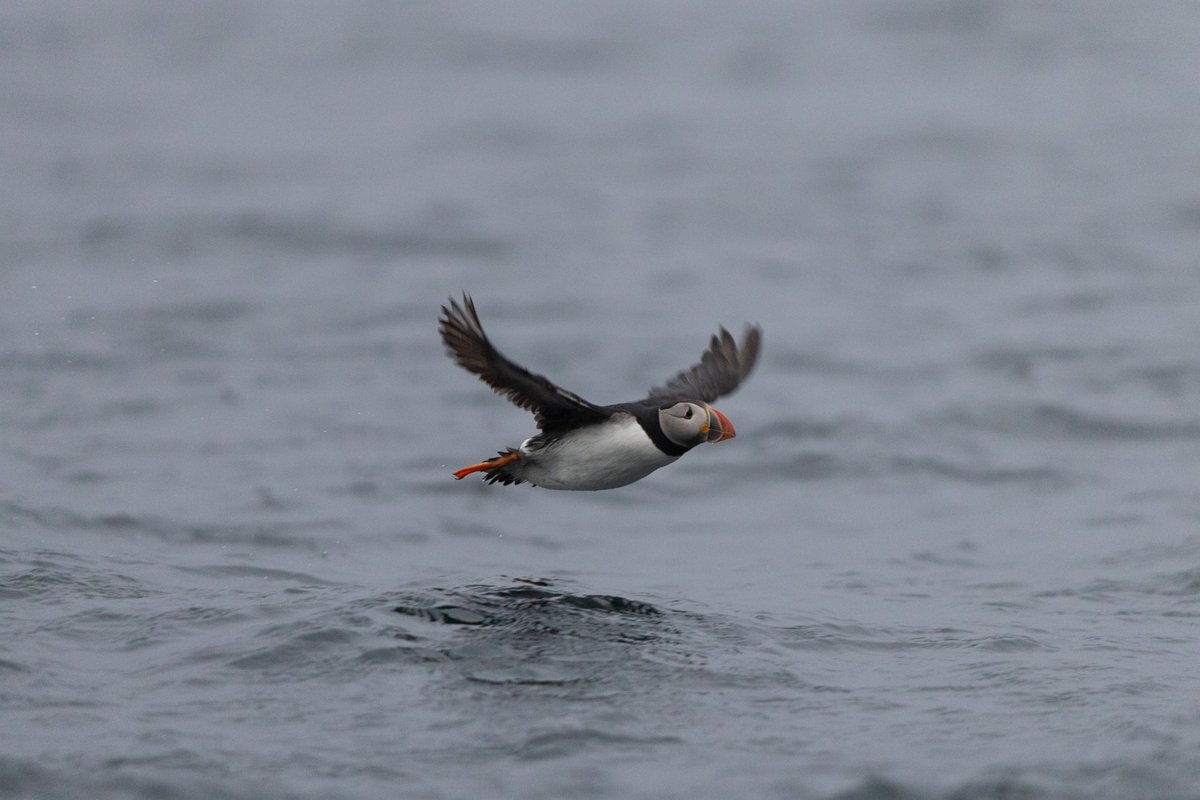 Bird flying low over water